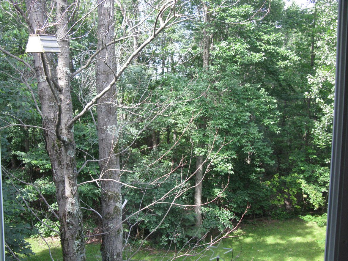 Summer Trees