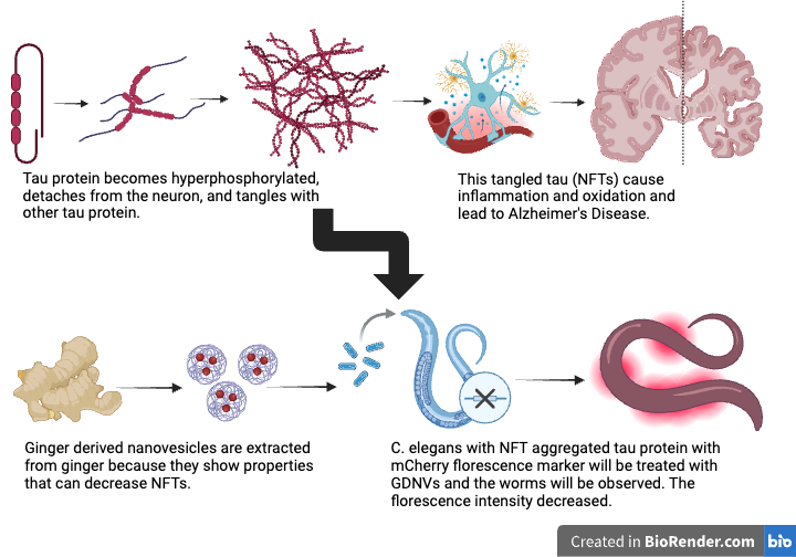 Graphical Abstract