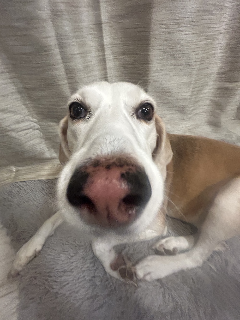 A 0.5 picture of my dog, Winston