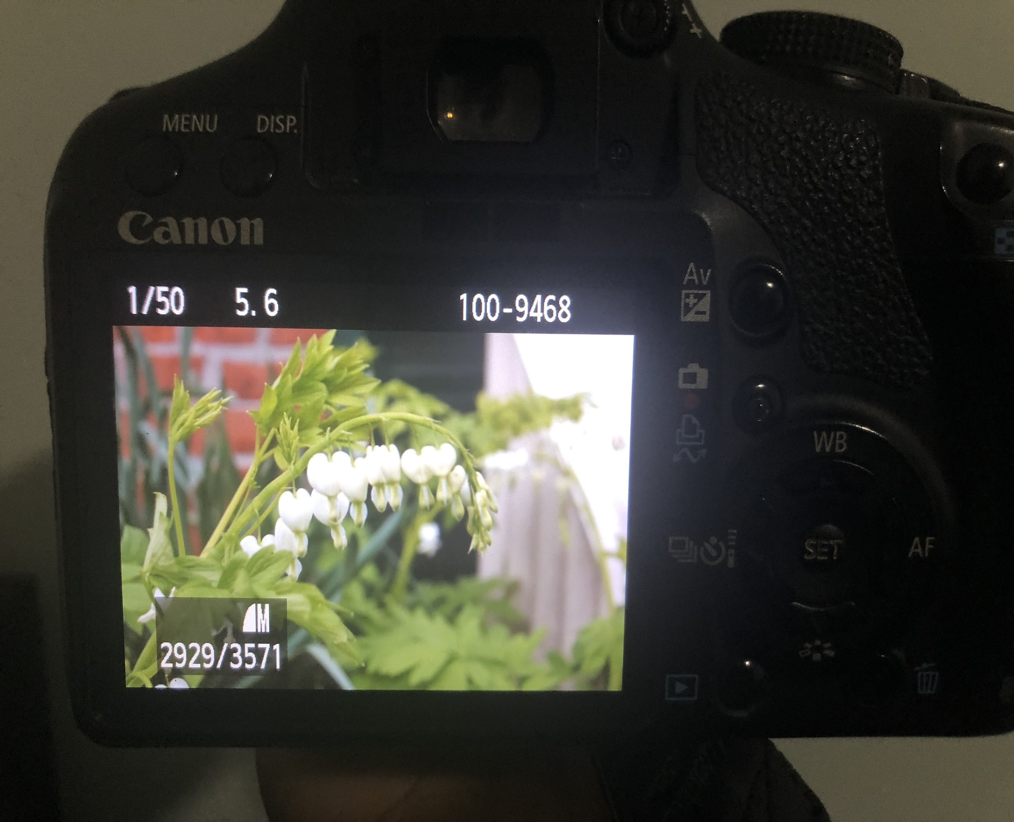 Bleeding heart flowers