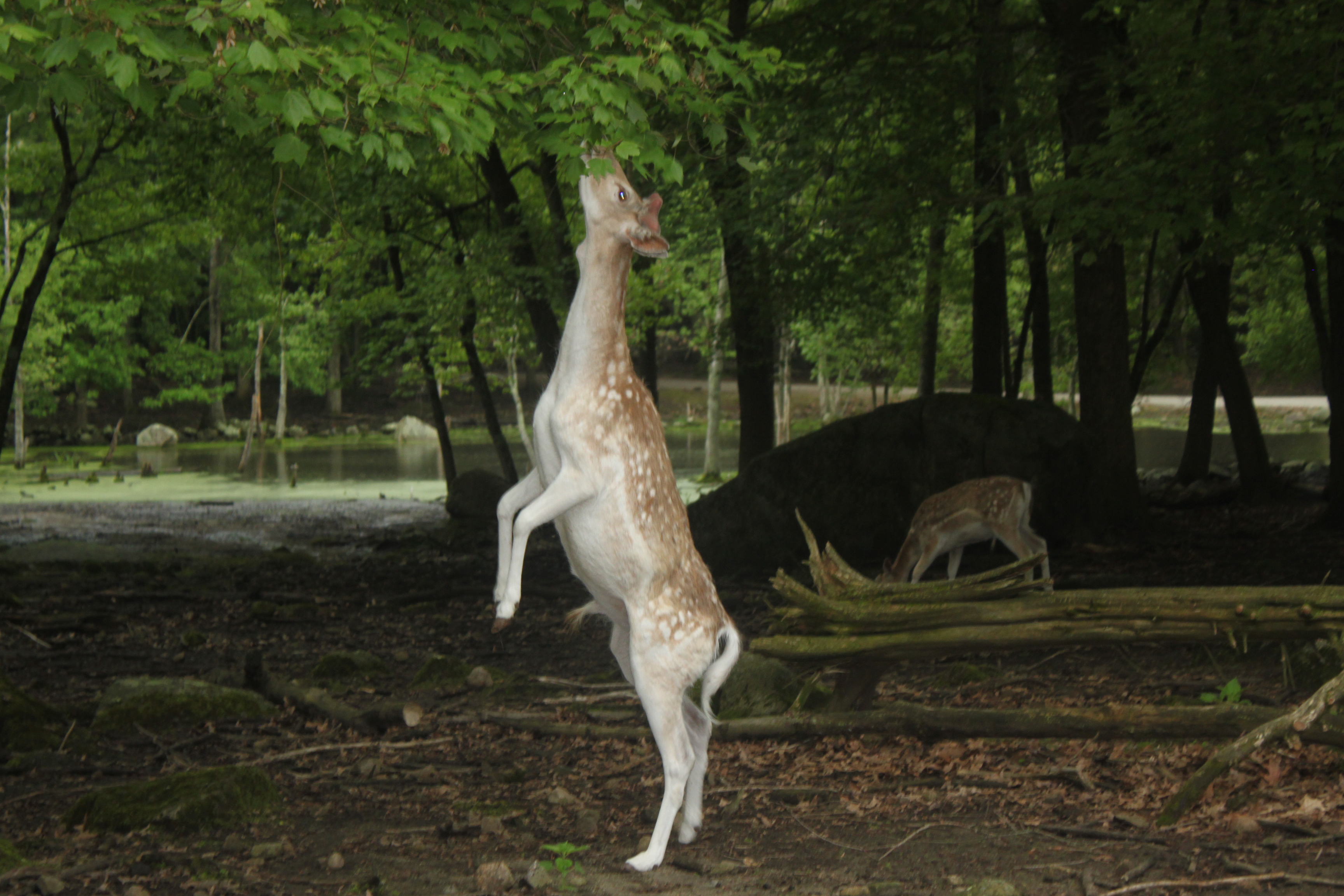 A deer eating from a tree