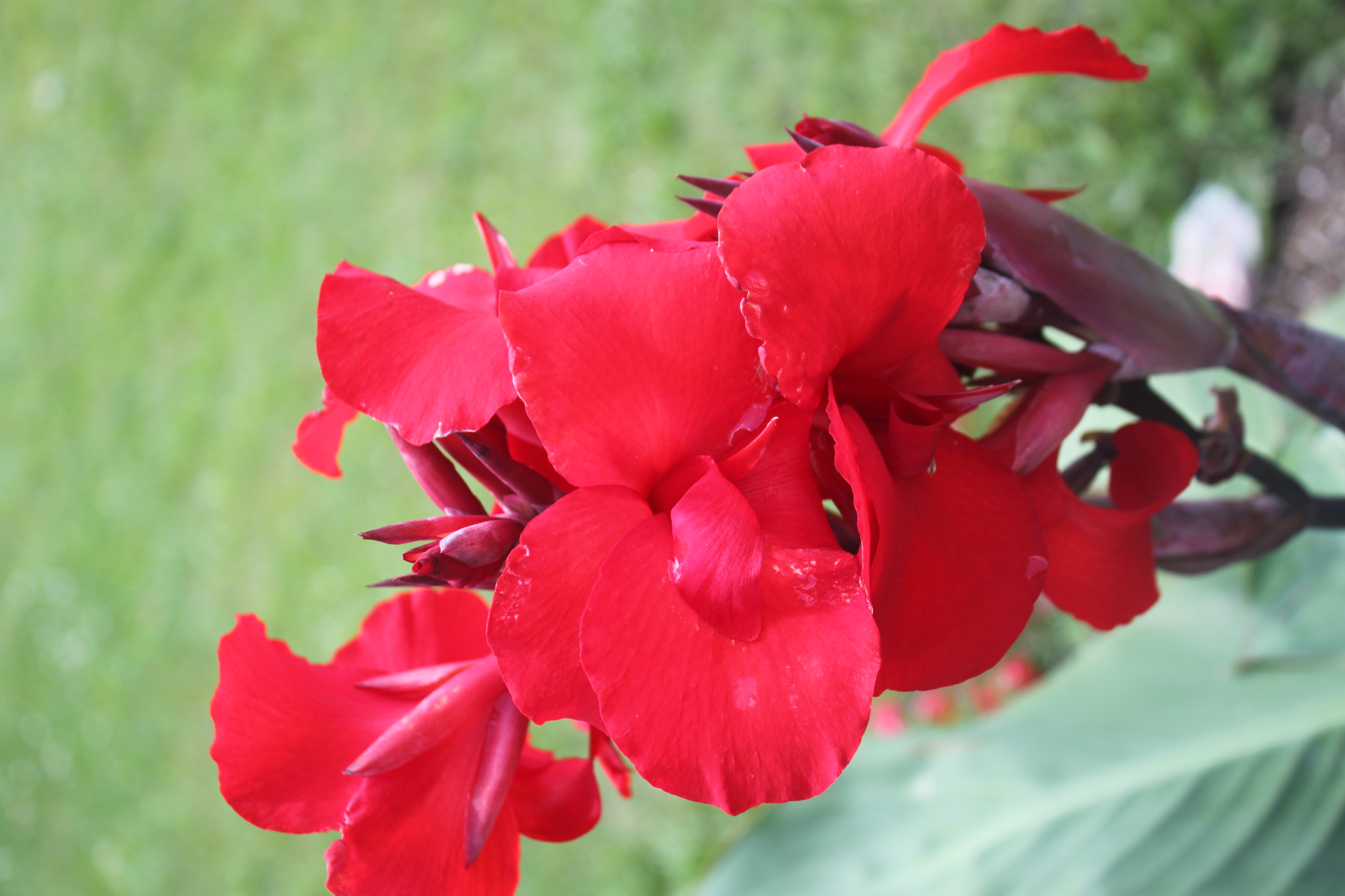 A red flower