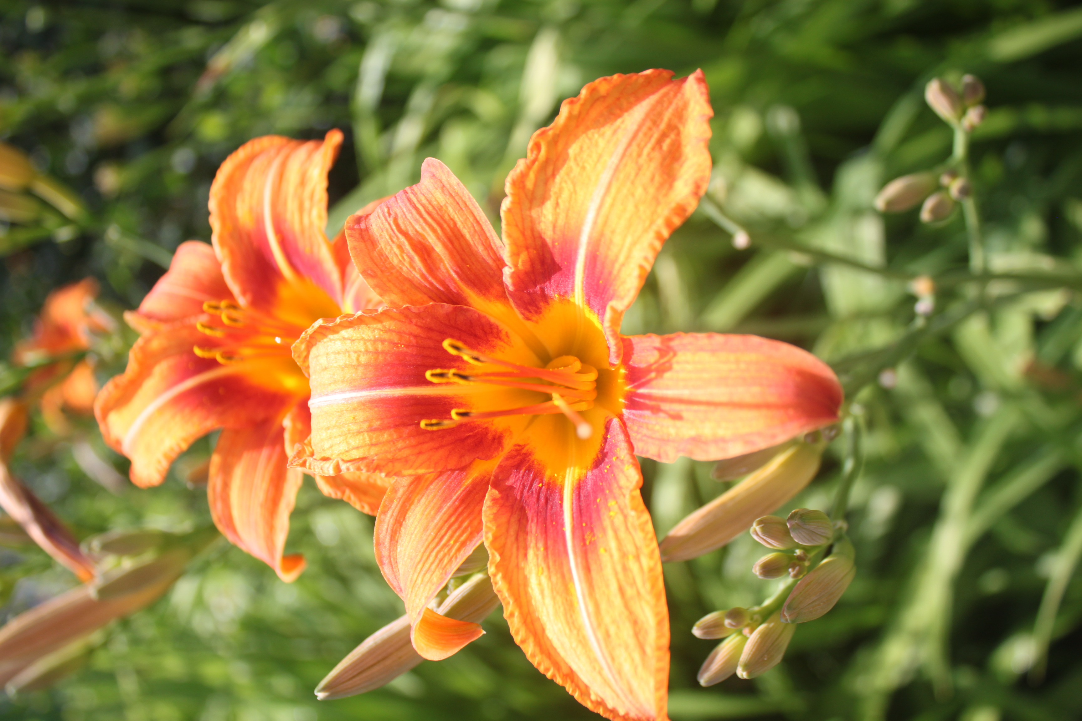 A yellow flower