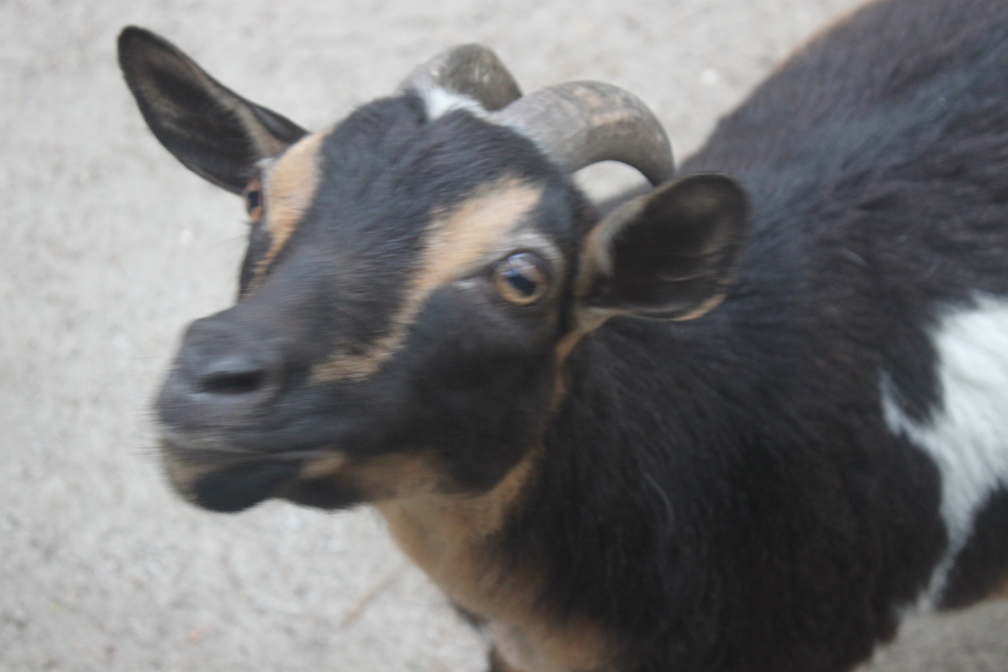 A goat close-up