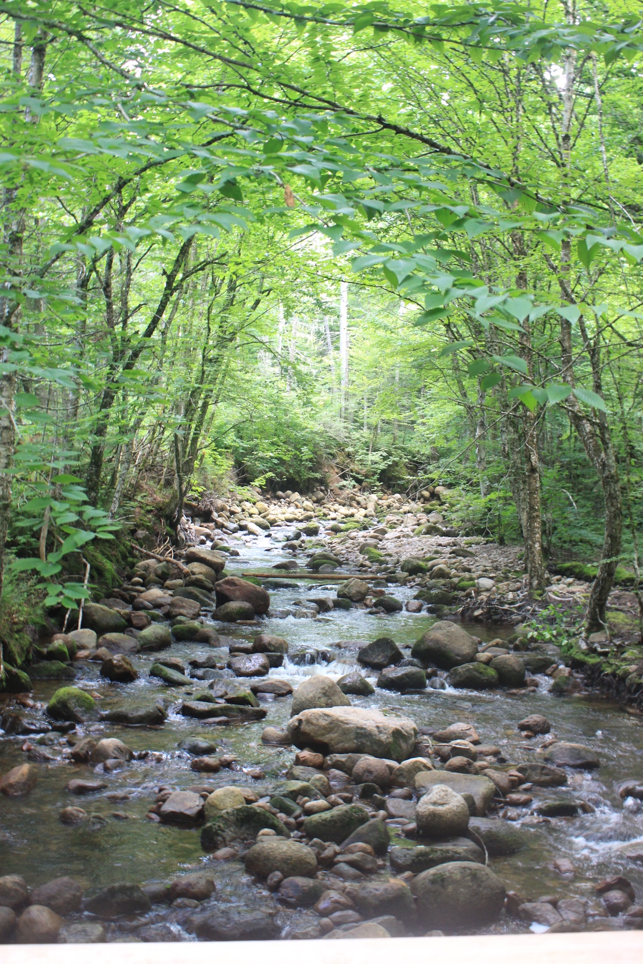 Water flowing between Trees