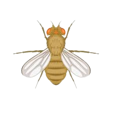 fly