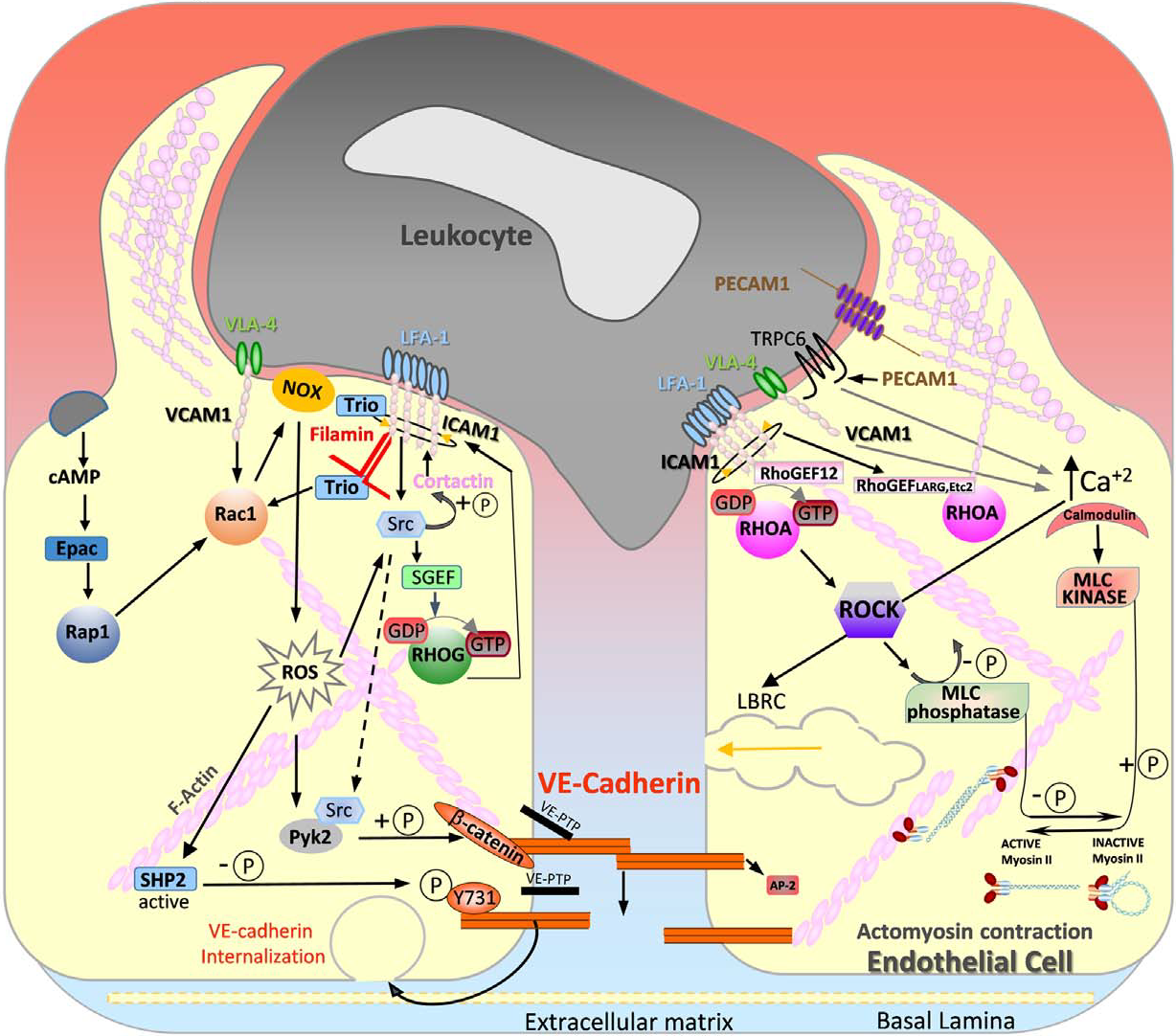 Biological transport through deformable tissue microstructures