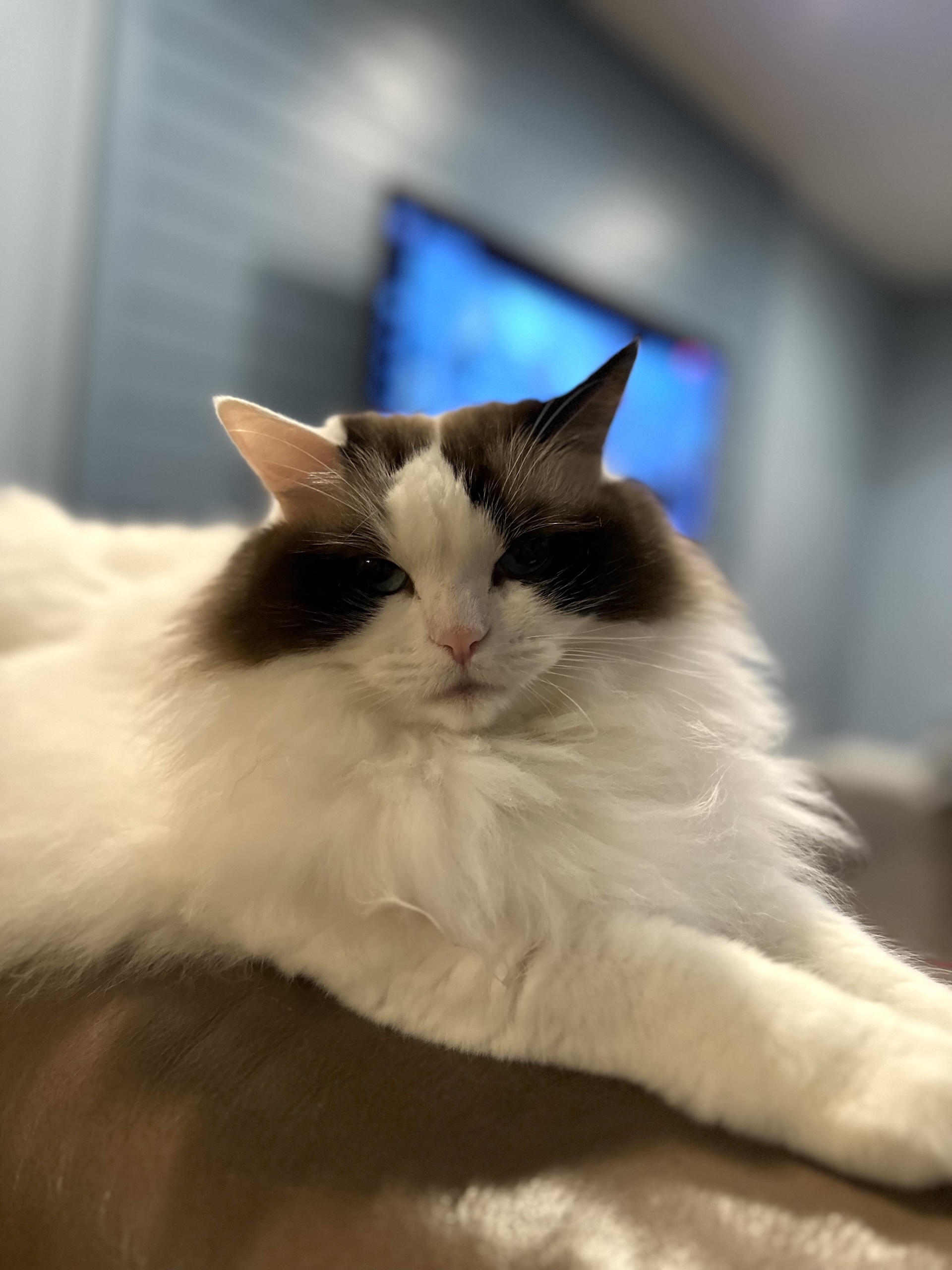 Ragdoll cat named Rella