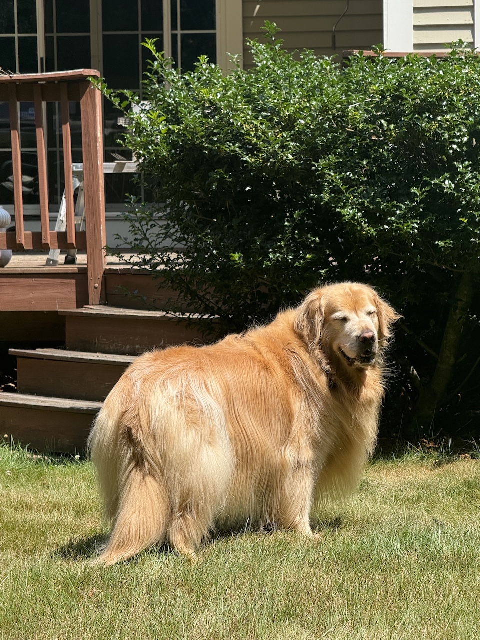 Golden retriever named Bogey