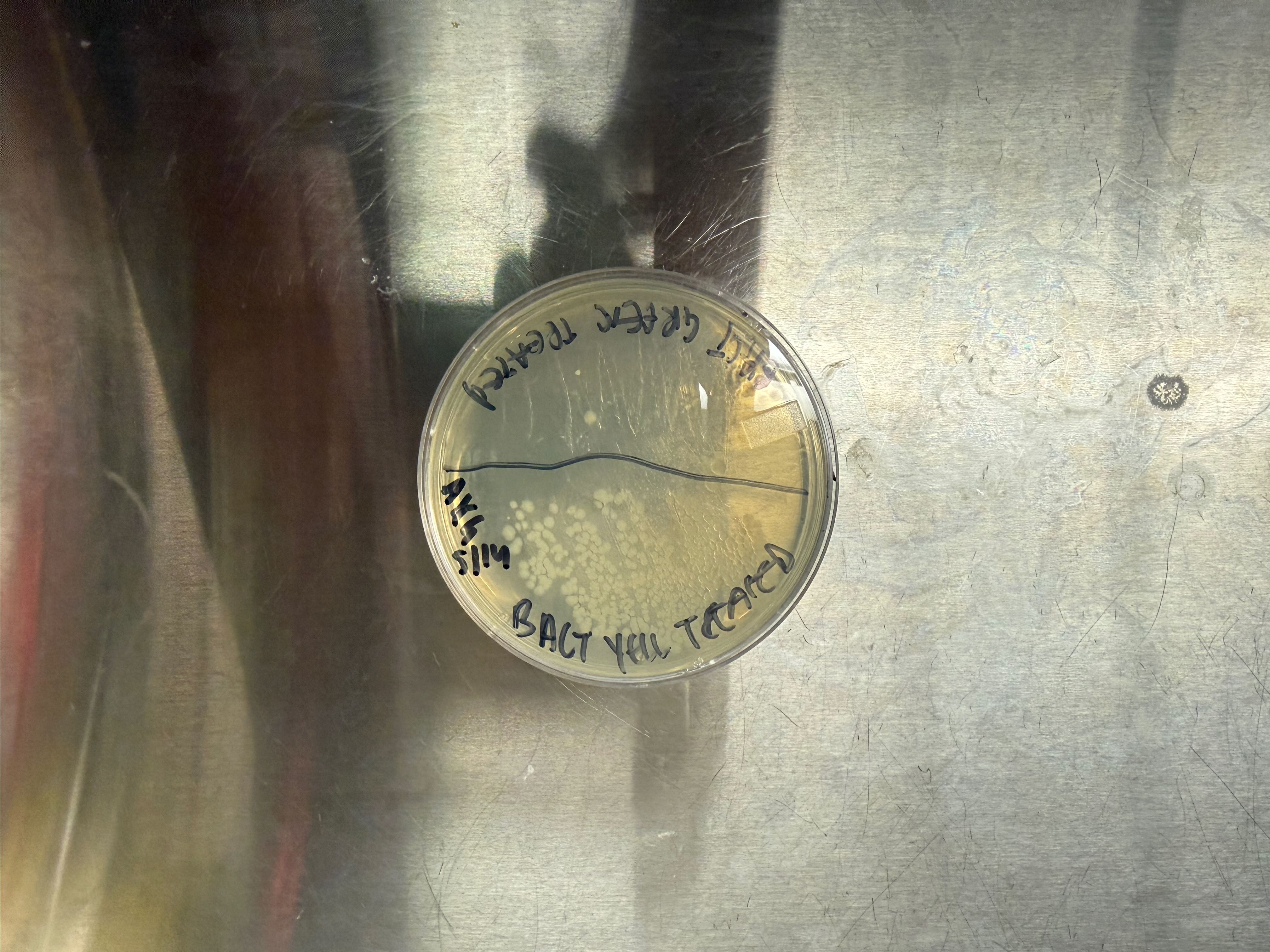Heat-treated sponge bacteria plate
