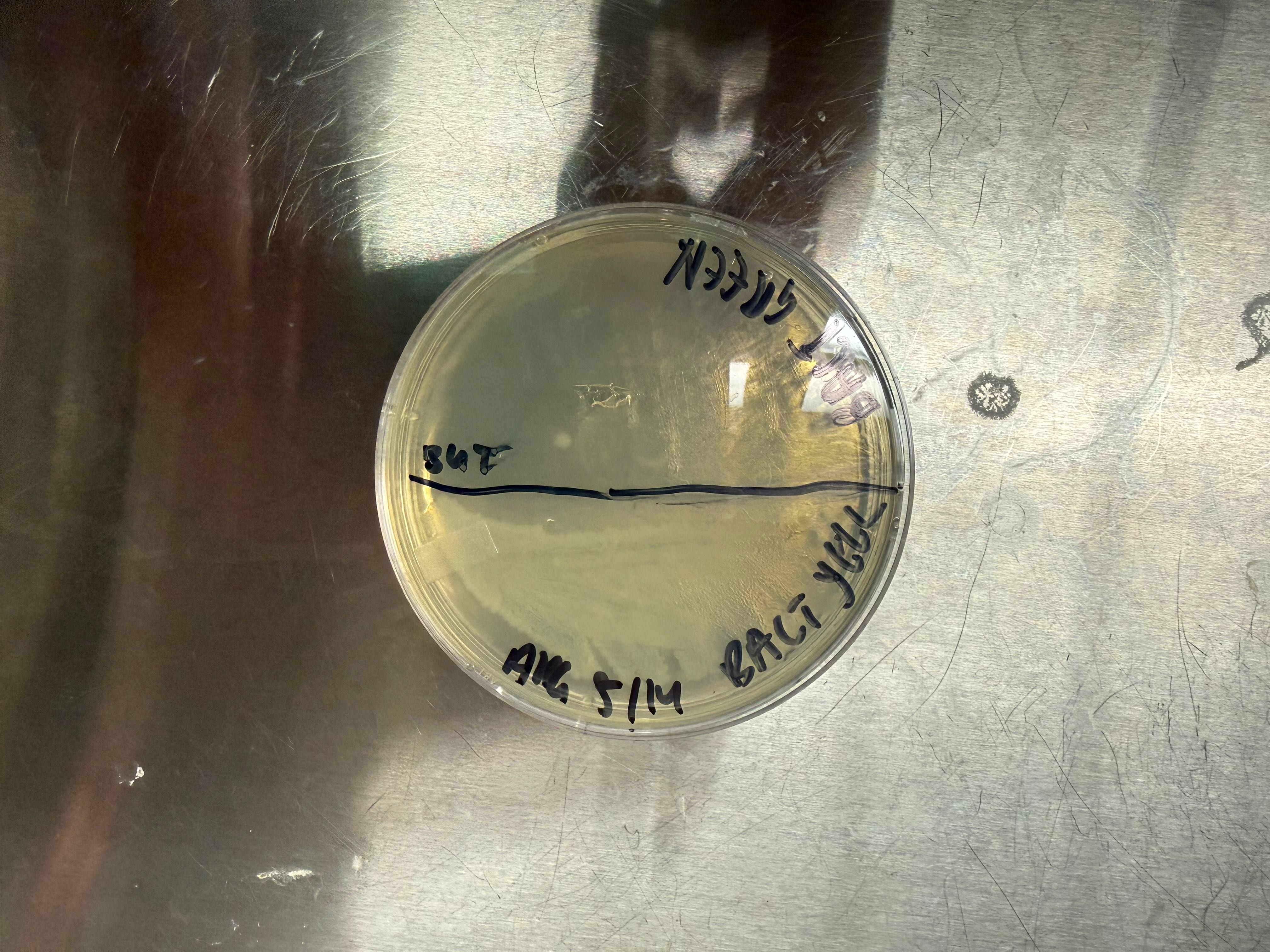 Untreated sponge bacteria plate