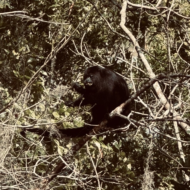 A howler monkey I spotted from the top of a temple in Belize