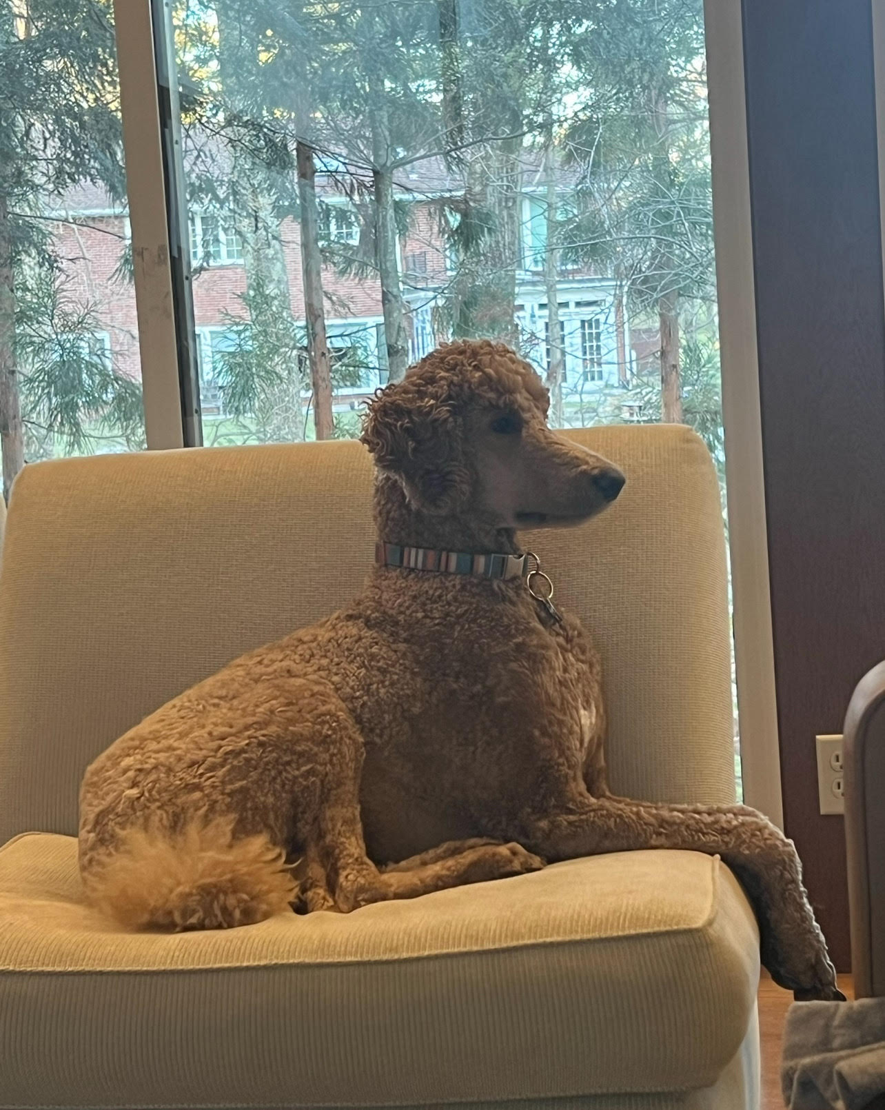  Brown dog sitting on chair