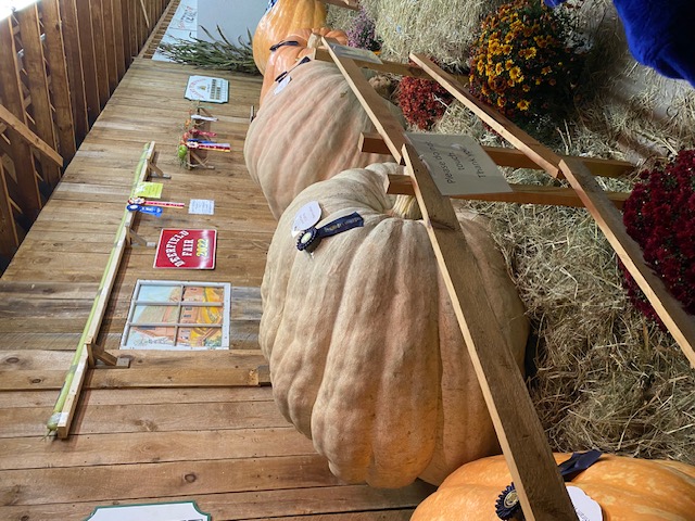 Deerfeild Fair Gourds