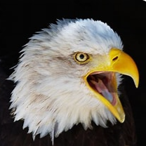 bald eagle screaming