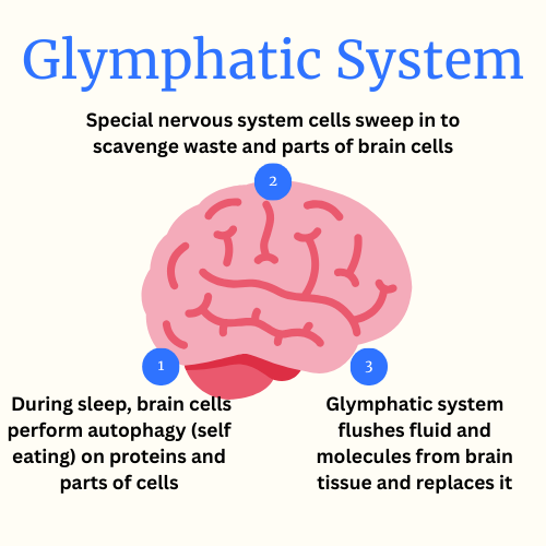 Diagram explaining glymphatic system