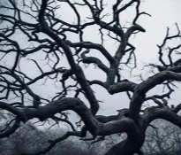 Spooky Branches