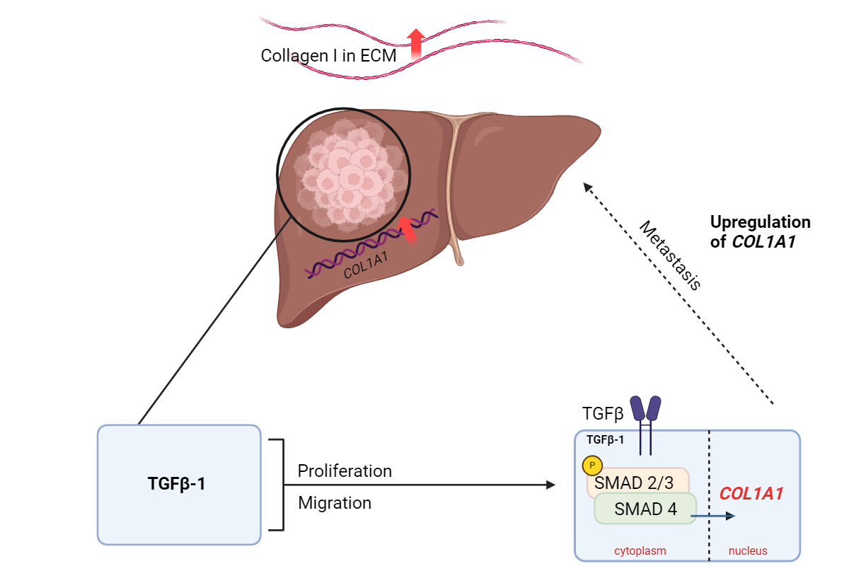 TGFb1 and COL1A1 graphical abstract