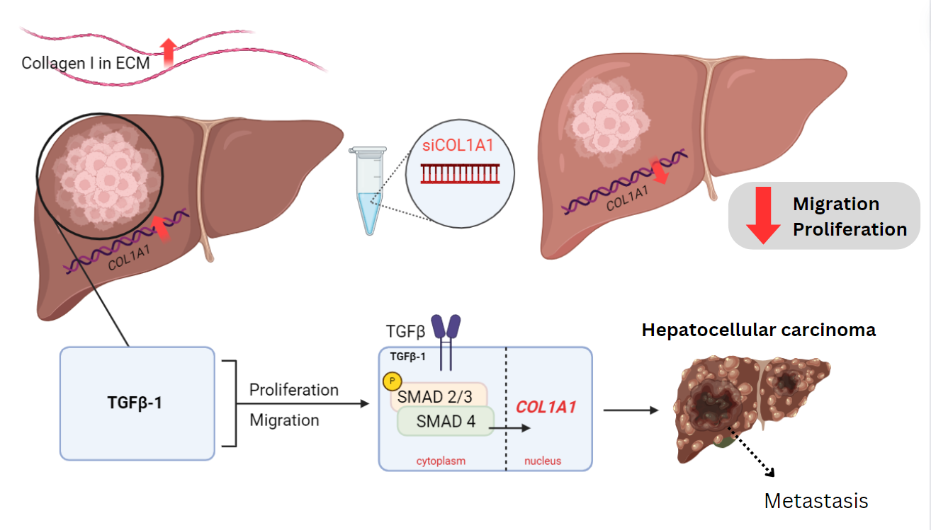 TGFb1 and COL1A1 graphical abstract