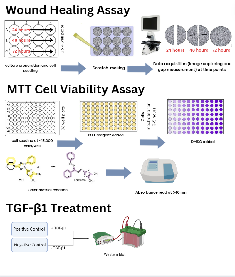 A graphical abstract