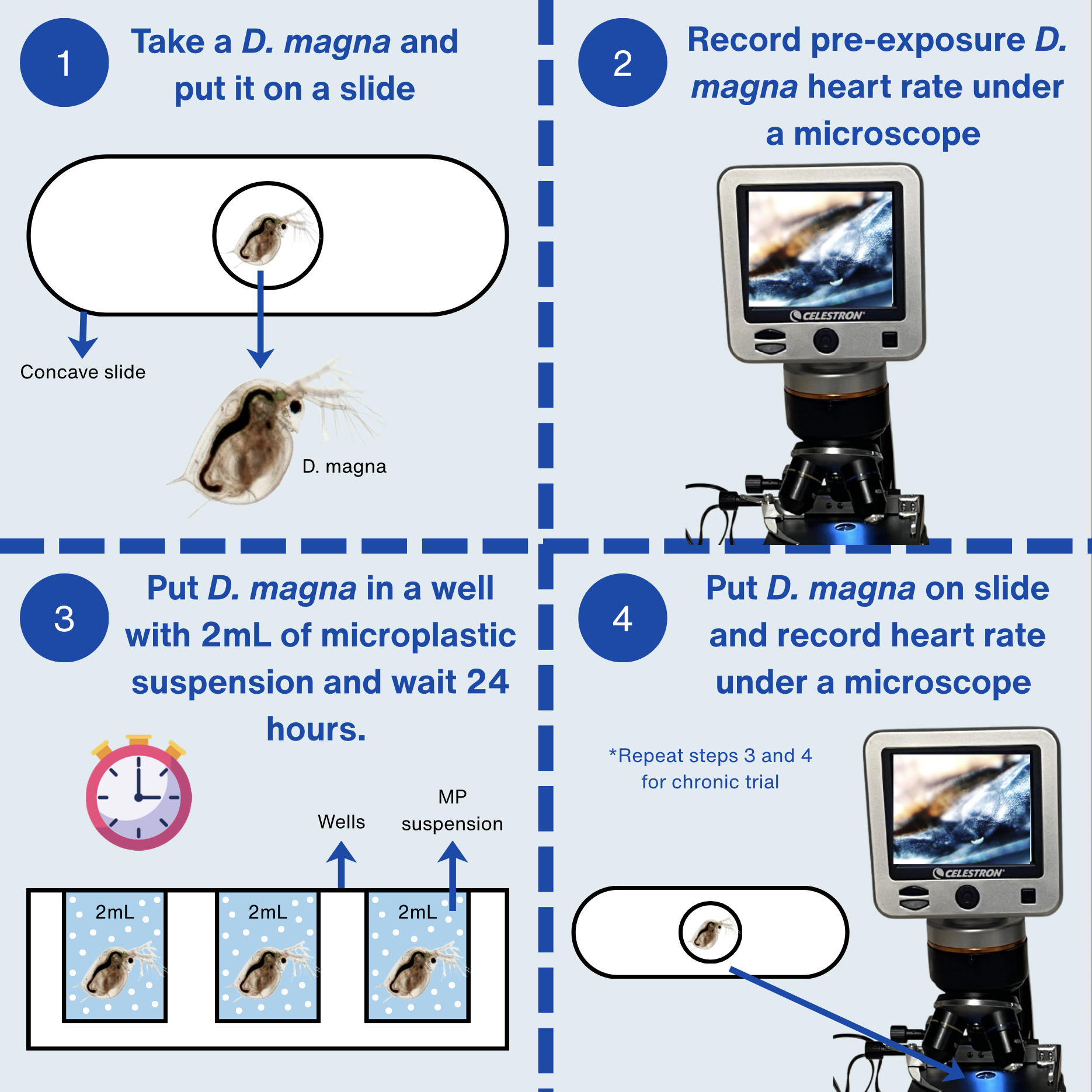 Procedure Infographic