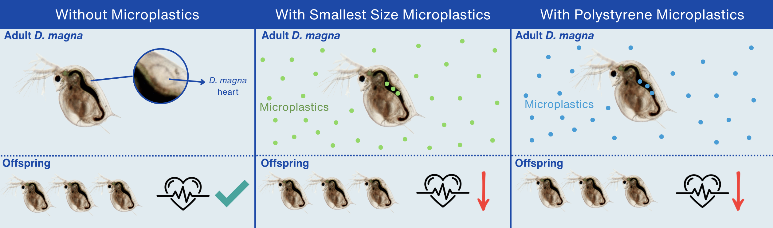 STEM Graphical Abstract
