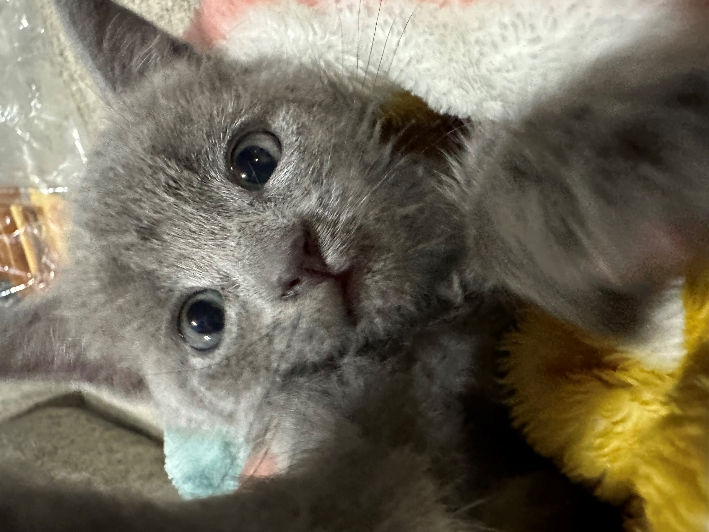 Little Fuzzy