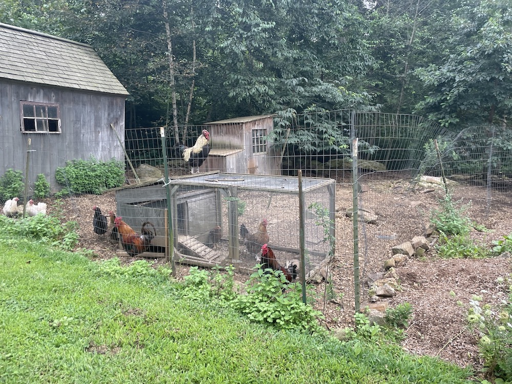 chickenyard