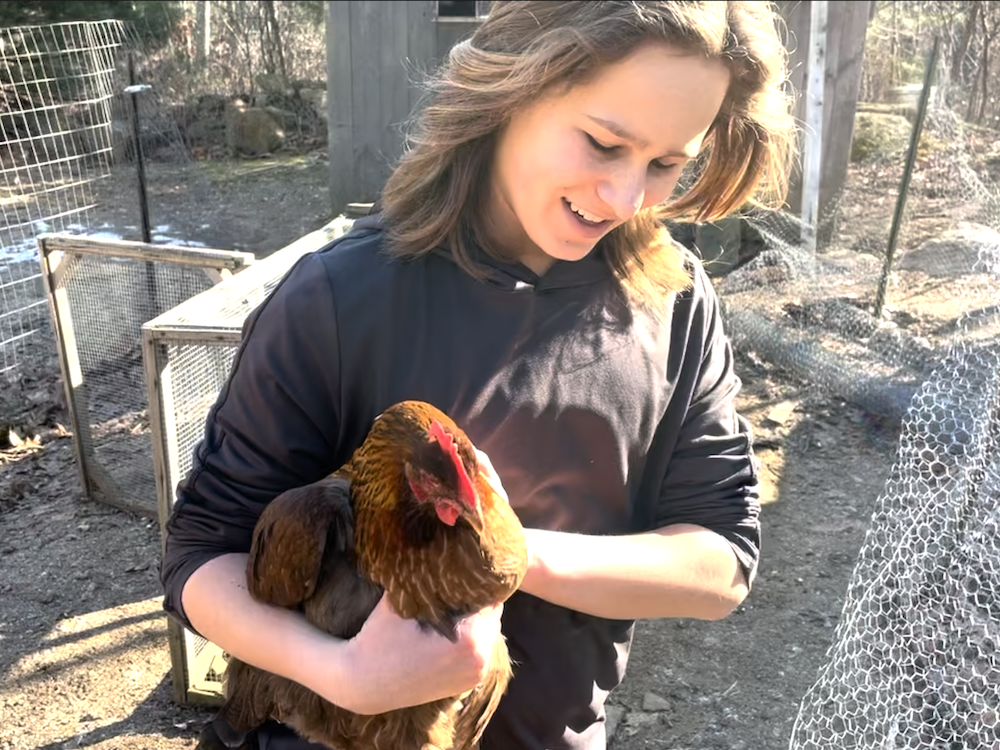 holding a chicken