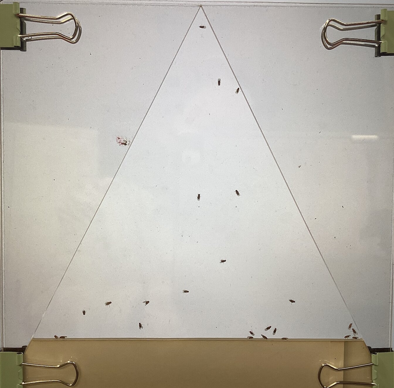 Image of Drosophila in social assay.