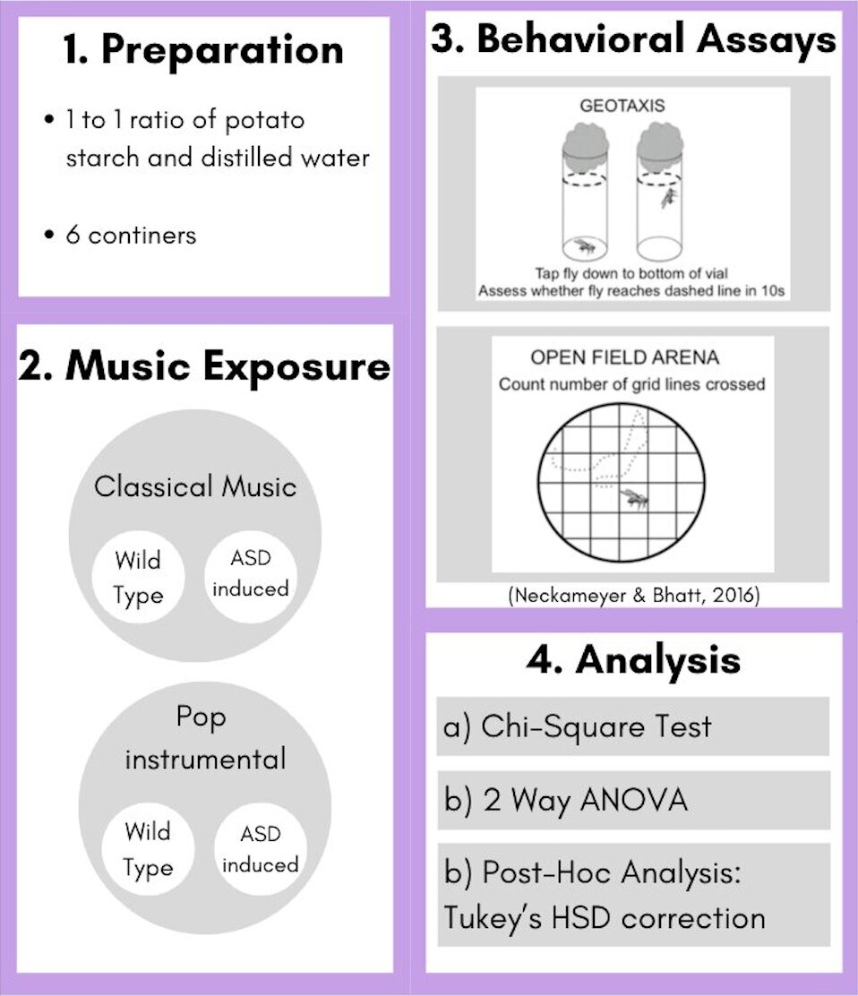 Procedure Infographic that details how the experiment was run.