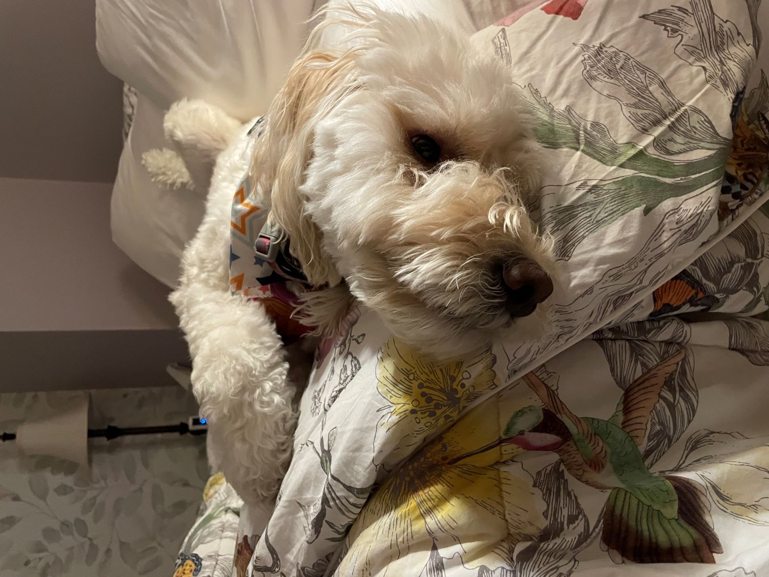 A photo of my dog sleeping upside down. She is a Goldendoodle with light, curly fur and a big nose.