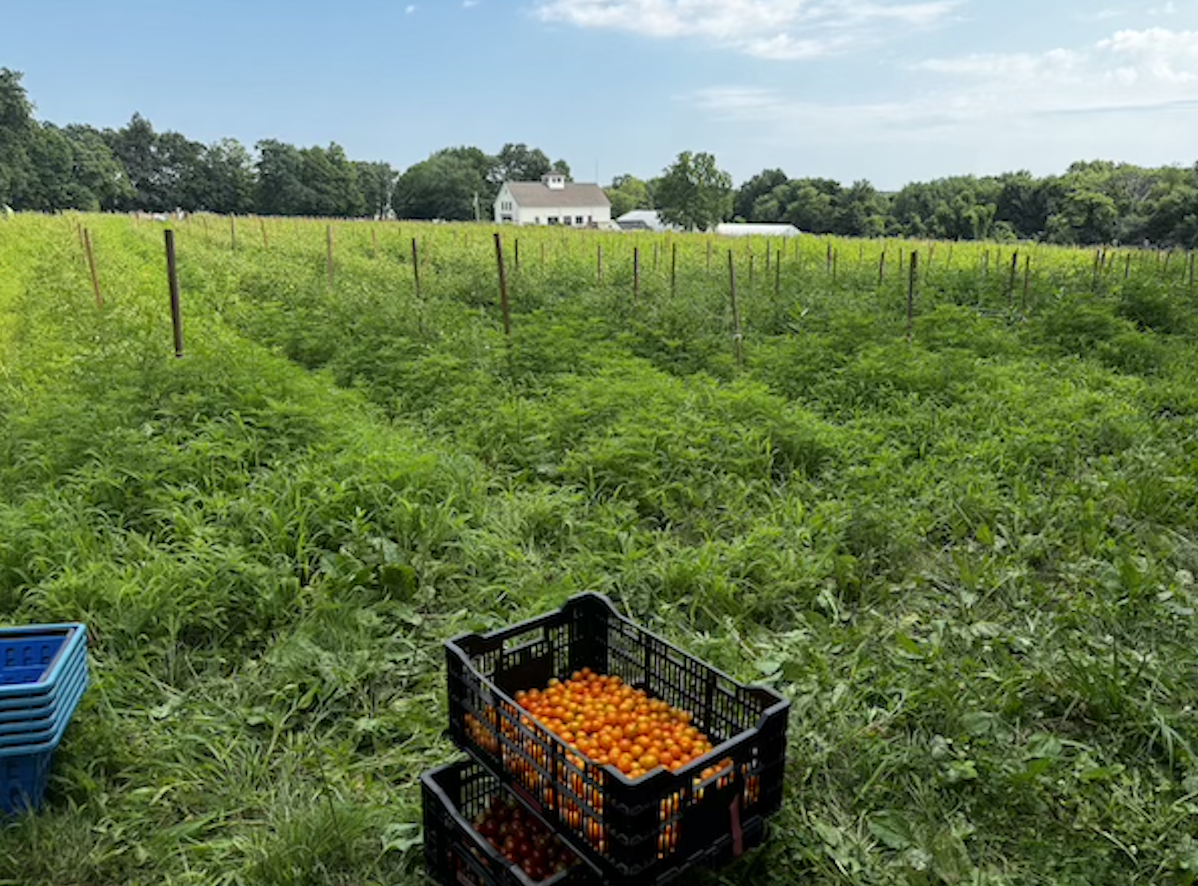 Grafton Community Harvest