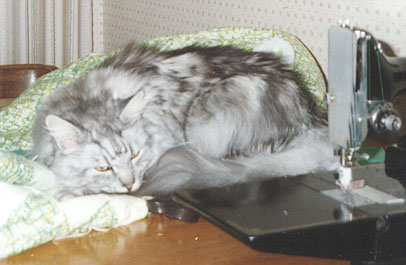 My Maine Coon Cat, Einstein