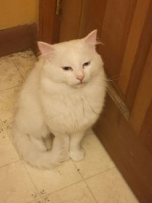 My cat Alfred