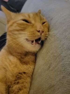 My cat Ernest