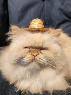 My cat Stanley