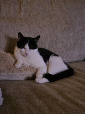 My cat Trebuchet