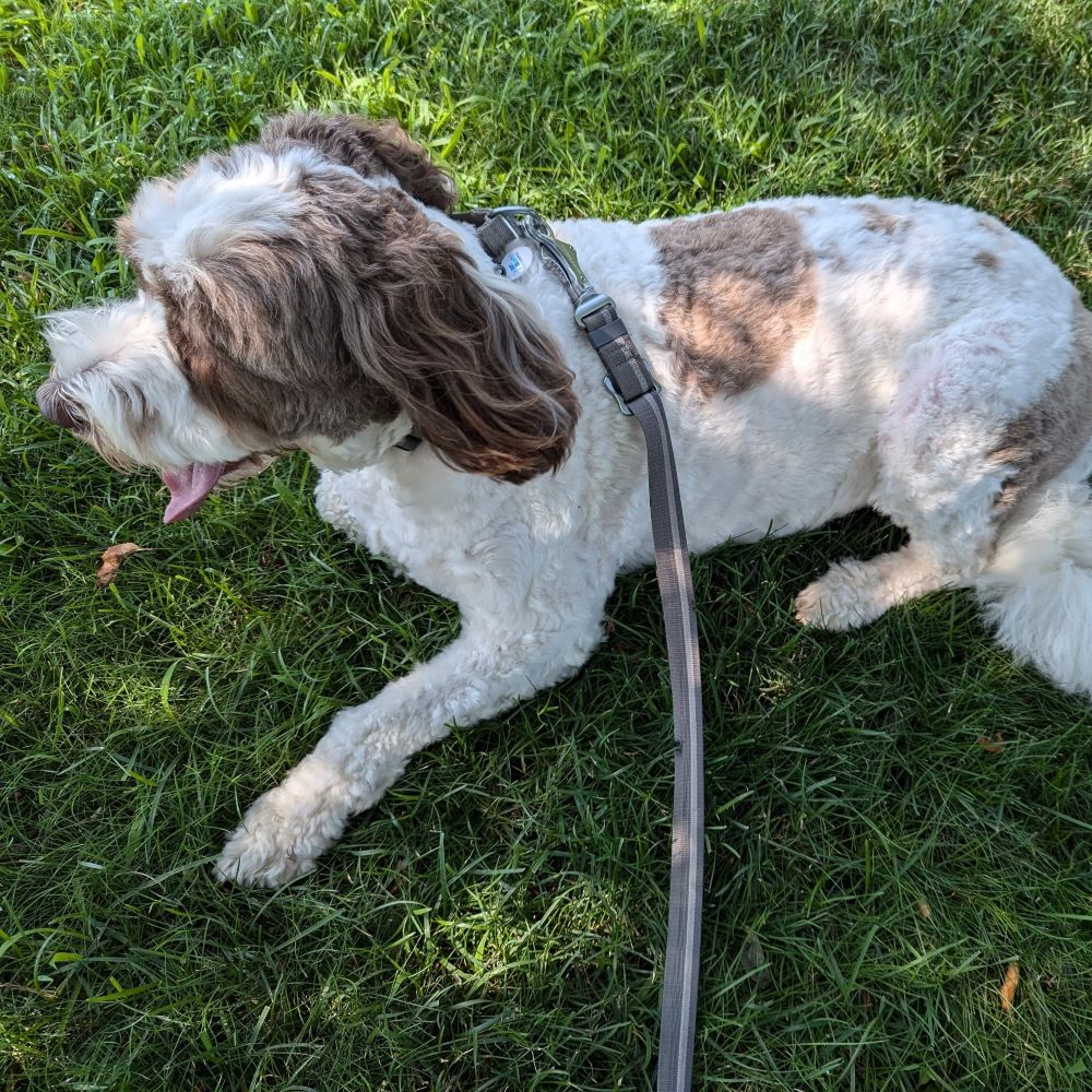 Pecan laying in the grass