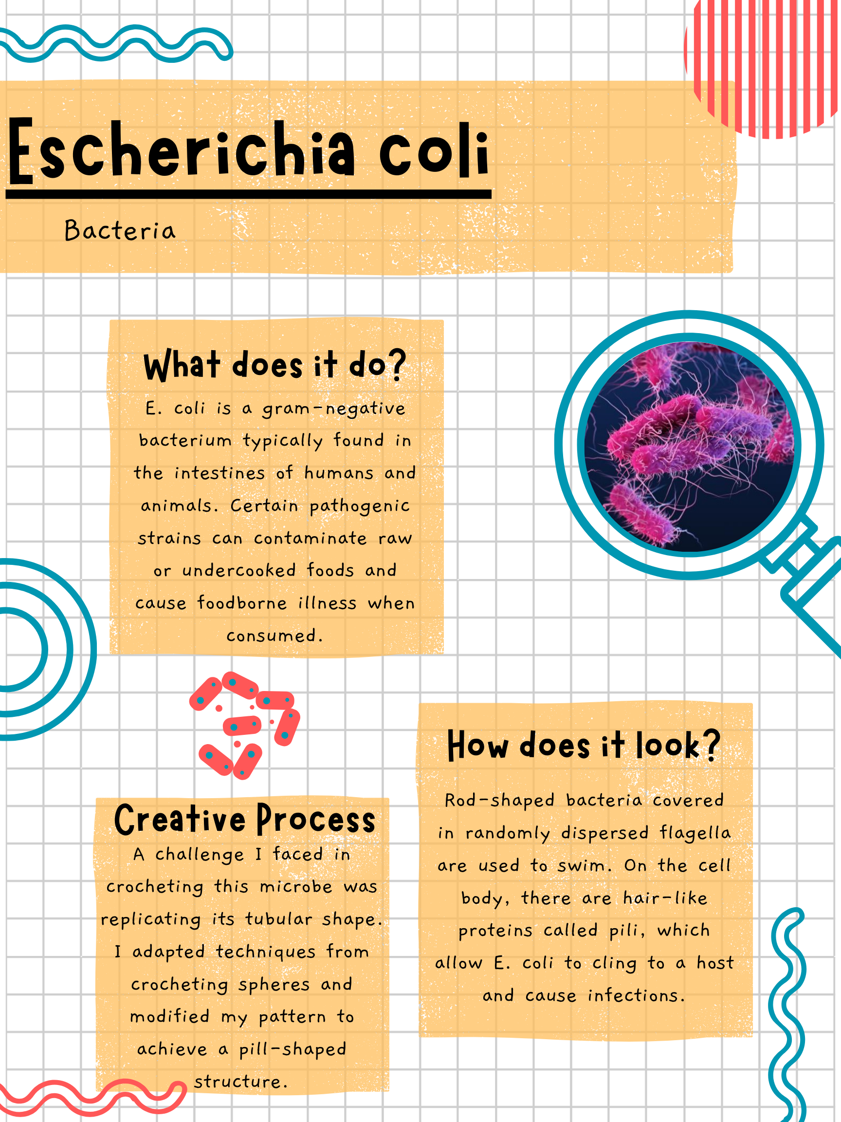 E.coli picture