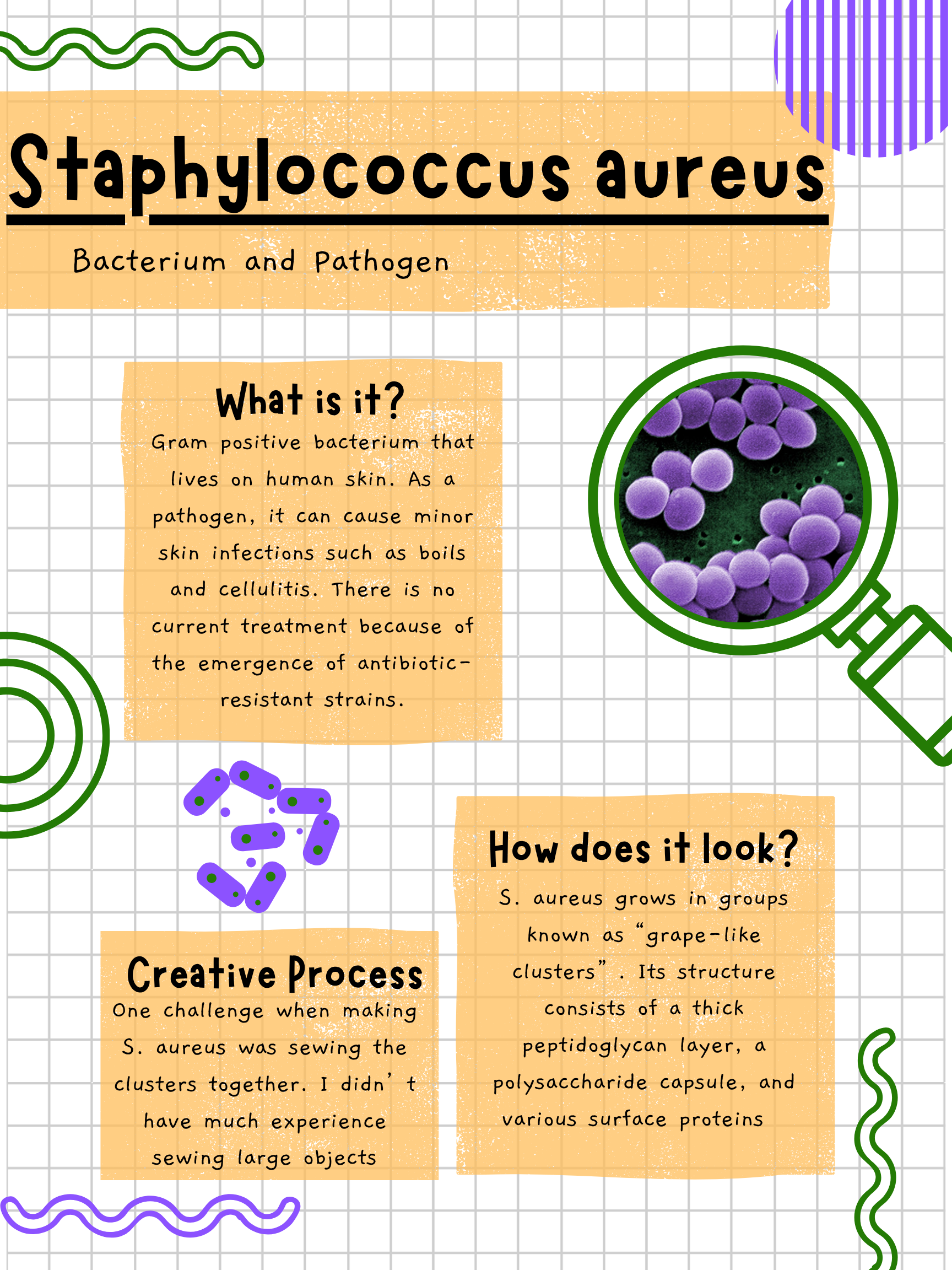 S.aureus picture