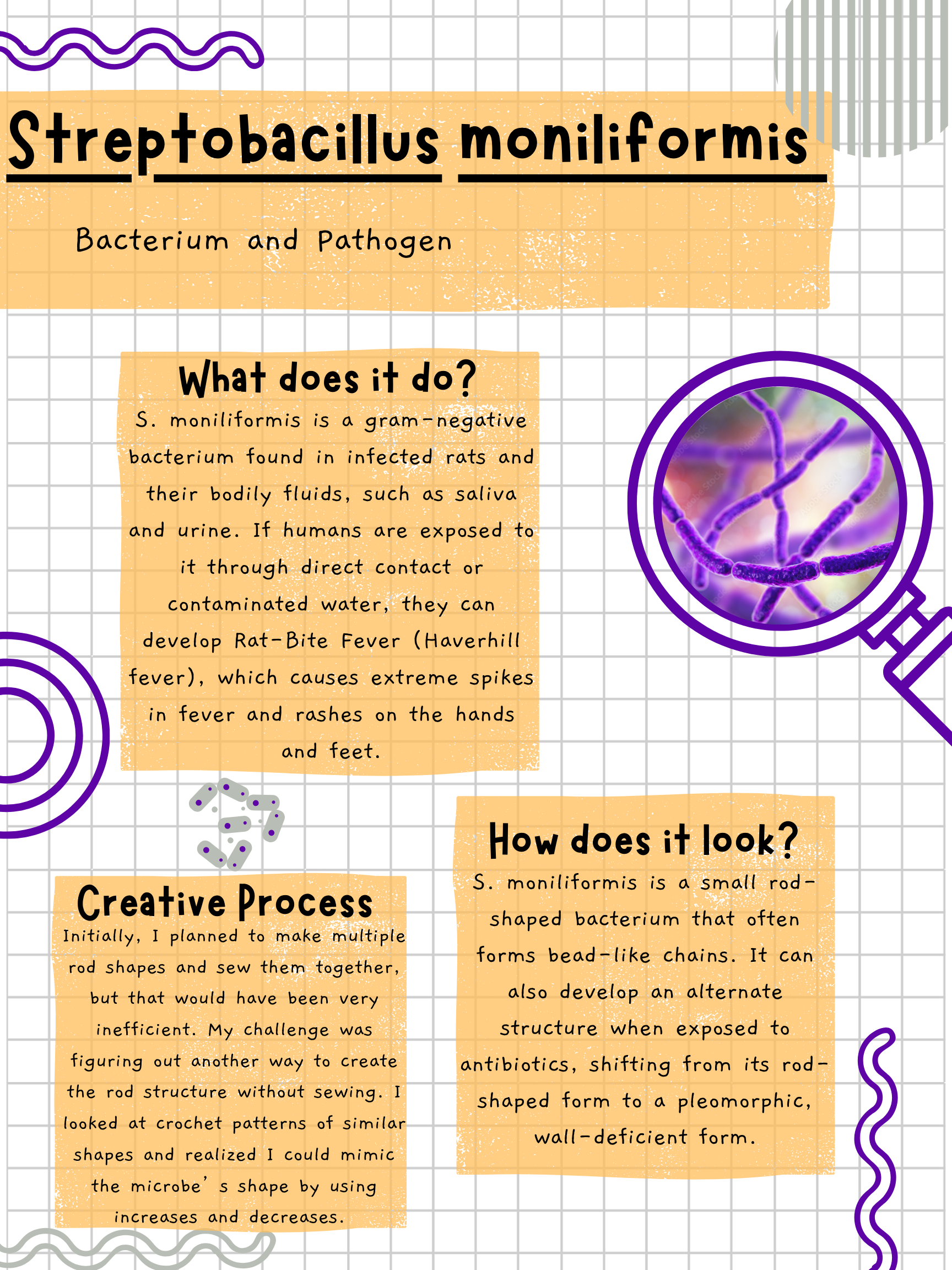 Moniliformis picture