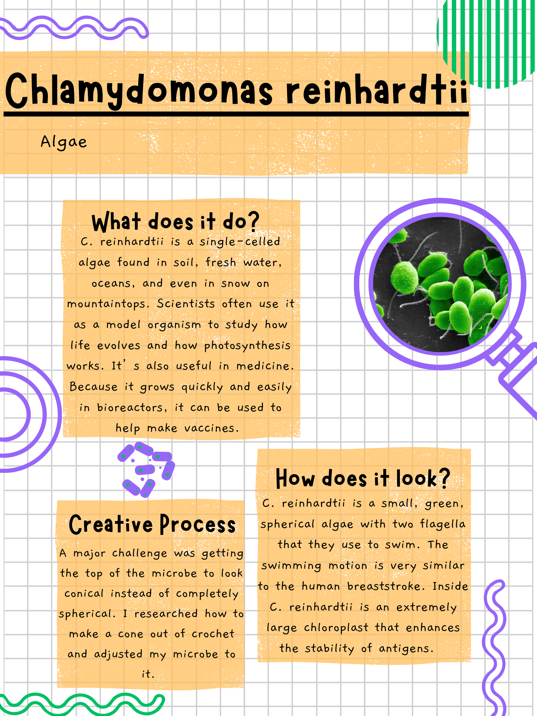 C reinhardtti picture