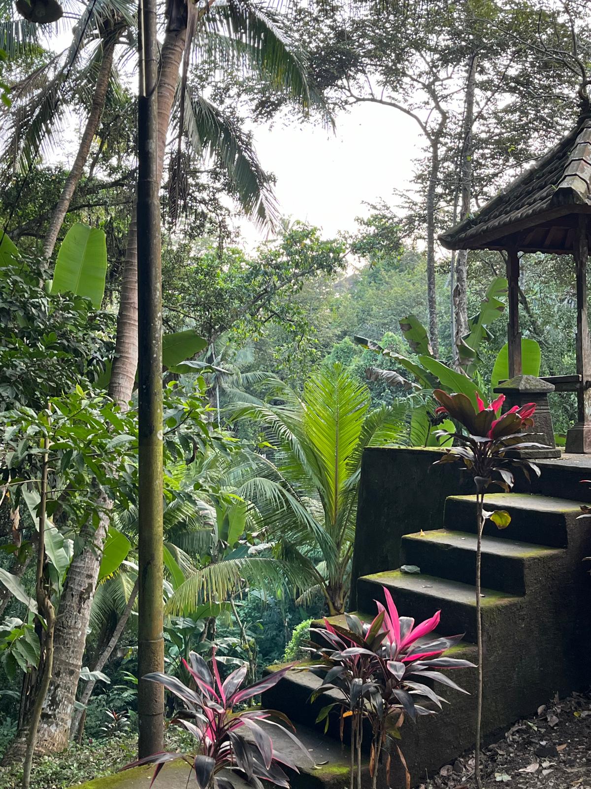 Forest in Bali