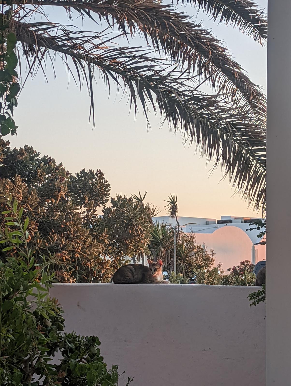A picture of a cat and the sunset in Greece