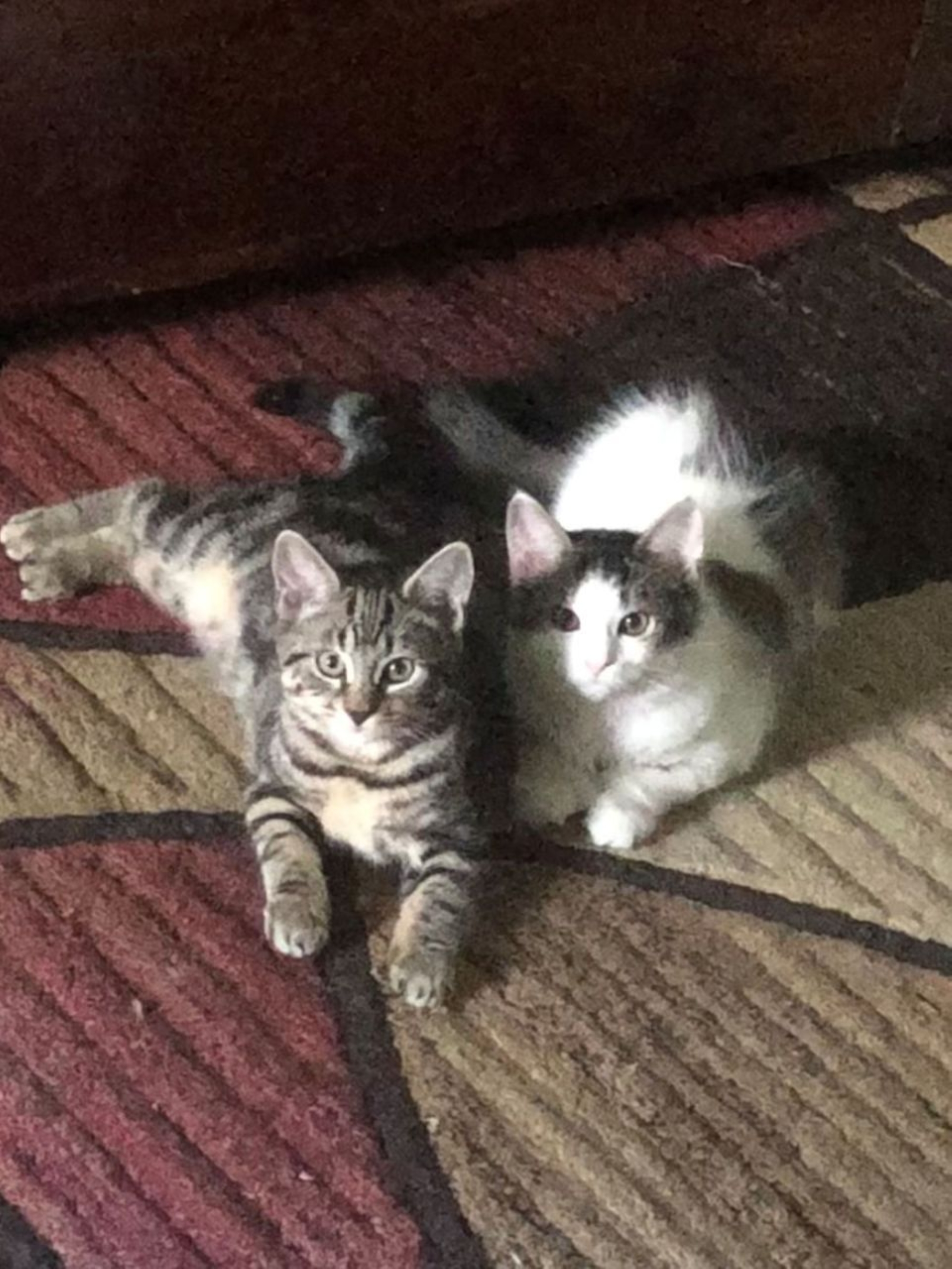 my cats meow