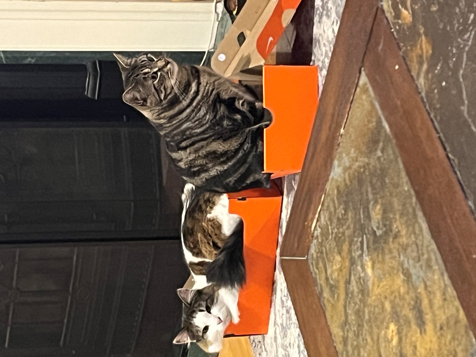 my cats again