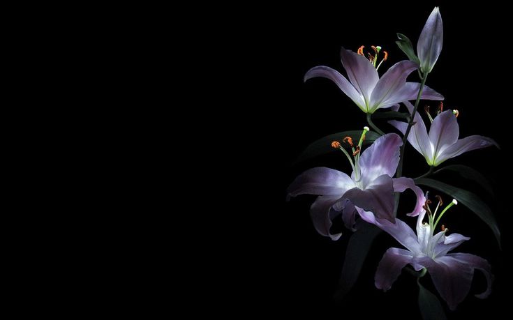 flower background