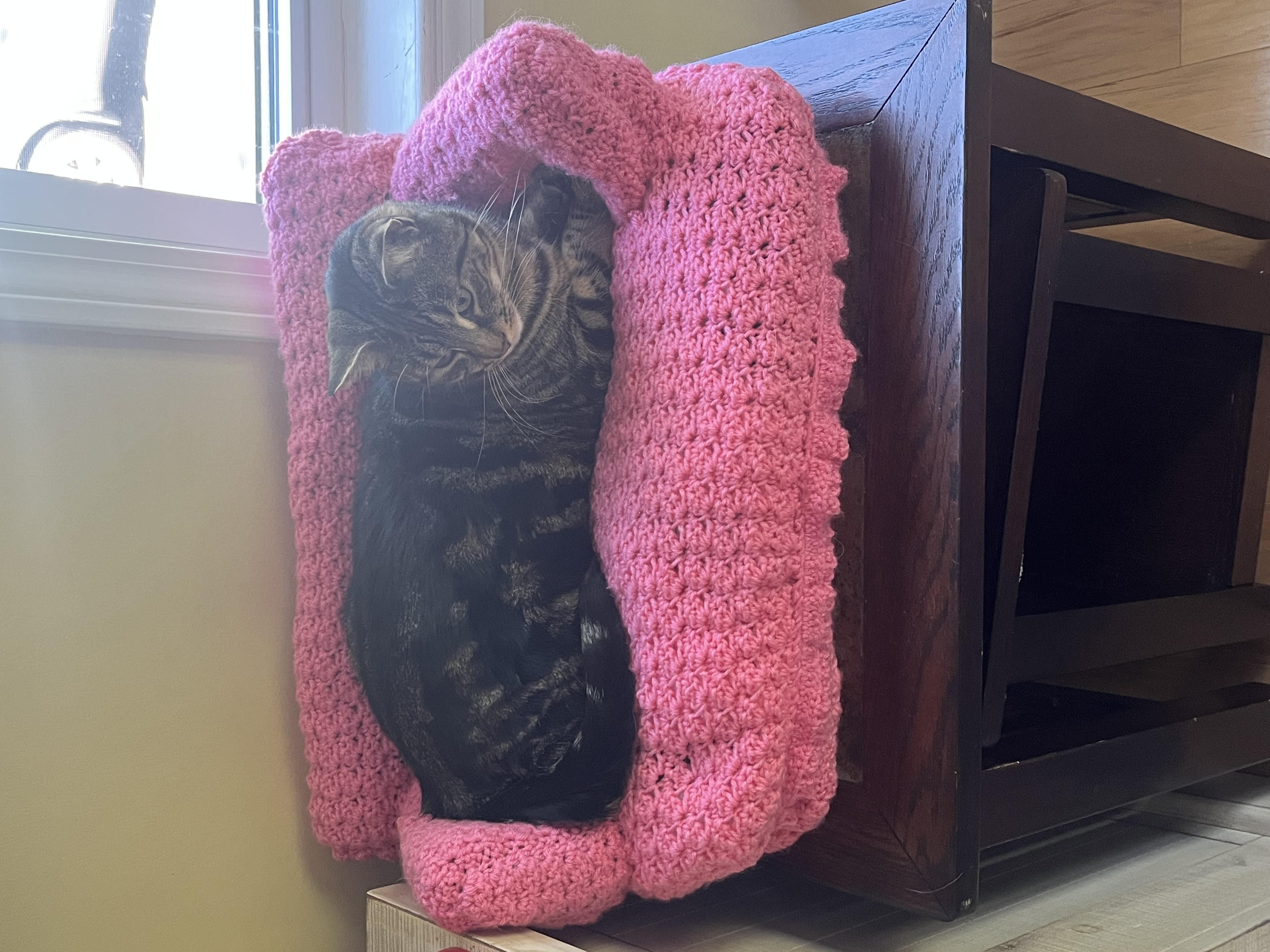zelda loving the chair