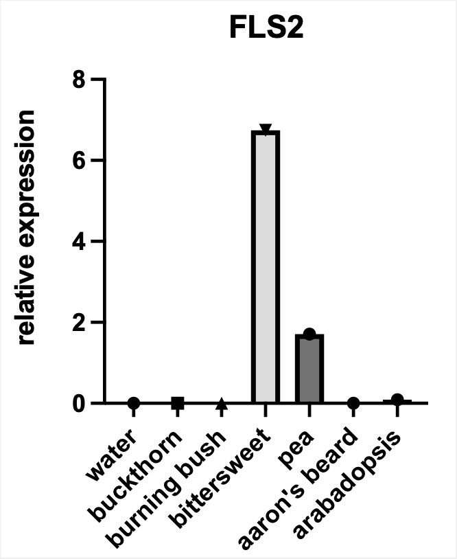 Expression of FLS2